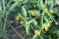 Galinsoga parviflora